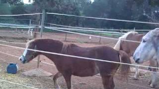 ibiza horses y finca can pujolet el burro y la pony [upl. by Aicilyhp]