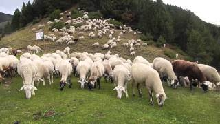 1000 Sheep in Andorra [upl. by Oned218]