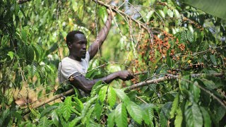 Koffieboeren in Oeganda profiteren van boslandbouw 🌳 [upl. by Maloney467]