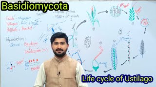 86 Basidiomycota  Life cycle of ustilago Loose smut of Wheat  Fsc biology class 11 [upl. by Fusco]