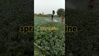 spray machine commercialfarming nature spray cabbage [upl. by Annyrb]