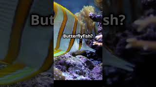 “🦋🐠 The butterflyfish A reef beauty with vibrant colors Butterflyfish CoralReef MarineLife” [upl. by Rabkin]