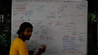 CELL SIGNALING PART 27The mechanism of GPCR signaling pathway or GPCR cAMP PKA signaling pathway [upl. by Elmaleh511]