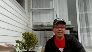 How to propagate Eugenia or Australian brush cherry by stem cuttings [upl. by Cown]