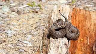 Vipera Berus in Retezat Mountains Romania June 2014 [upl. by Eehc440]