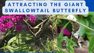 Attracting the Giant Swallowtail Butterfly to your garden [upl. by Annid]