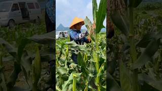 Sweet Corns Are Ready In A Week satisfying agriculture [upl. by Acnayb722]