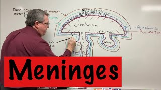 Meninges [upl. by Inava500]