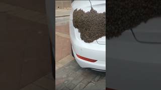 How to rescue bees 😱😱 shorts beerescue bees honey honeyharvesting [upl. by Anayi]