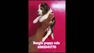 Beagle puppy sale in chennaimaduraiselamcoimbatorebangalorehousrerodePollachibeaglepuppypet [upl. by Mihcaoj]