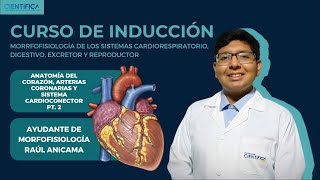 04  ANATOMÍA  CORAZÓN  CURSO DE INTRODUCCIÓN A LA MORFOFISIOLOGÍA UCSUR 2024  PARTE 02 [upl. by Web]