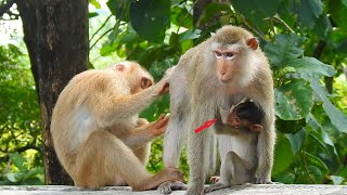 Monkey mother Teva sits clean and breastfeed Terrina [upl. by Asiul]