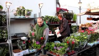 Hamburger Fischmarkt Blumen typ [upl. by Airekahs437]