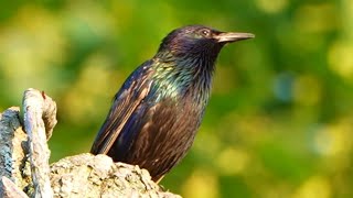 Starlings Makes The Coolest Sounds [upl. by Zeus488]