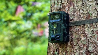 Faszinierende Einblicke Eine Woche im Wald mit der Wildkamera [upl. by Neel701]