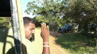 Elephant attacks in Yala National Park Sri Lanka [upl. by Innej]