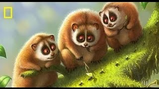 National Geographic Loris Documentary on the Slow Loris of Borneo Documentary [upl. by Ahtebat]