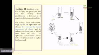 Plant tissue culture shoot tip culture [upl. by Garv]