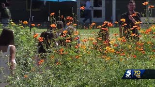 Downtown OKC school opens urban learning greenhouse and garden [upl. by Rolyt884]