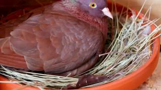 Roller pigeons  Nesting materials and taming our birds [upl. by Trimble]