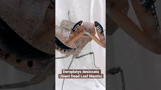 Deroplatys desiccata Giant Dead Leaf Mantis ✊🏻💪🏻 [upl. by Brinkema]