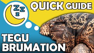 QUICK Tegu Brumation Guide THE ESSENTIALS [upl. by Tesil]