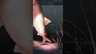 Fishing Planet 43  S7  White Moose Lake  Lake Whitefish Hotspot  Trailer [upl. by Faletti820]