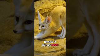 World’s Smallest Fox A Tiny Encounter fox shorts animals shortvideo nature facts [upl. by Betteanne383]