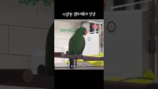 지구젤리 다양한 앵무새들의 안녕  말하는 앵무새  Parrots saying “Hiquot [upl. by Nwadahs430]