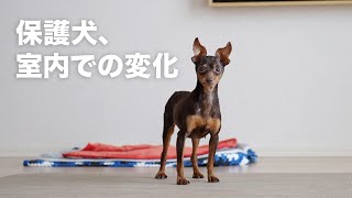 怖がりな保護犬、家の中でも大きな変化が！ [upl. by Azaleah]