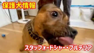 「スタフォードシャー・ブル・テリア」の保護犬ロイ wolflady 保護犬 ブルテリア [upl. by Gerrard]