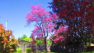 Chinese Redbud Tree in bloom [upl. by Zena]