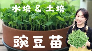 【芽苗菜】2种方法种植豌豆苗土培和水培，13天就采收  2 ways to grow pea shoots at home Soil culture and Hydroponics [upl. by Yeca709]