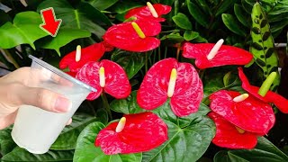 1 Cup A Week Anthurium Without Flowers Suddenly Blooms With Thousands Of Flowers [upl. by Annayi]