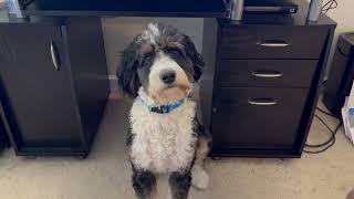 🐶bernedoodle puppy learns how to howl like a wolf🐺 bernedoodle dog puppy [upl. by Hellene240]