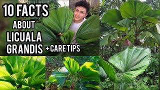 10 FACTS ABOUT LICUALA GRANDIS PLANT AND CARE TIPS RUFFLED PALM FAN PALM PAMBANSANG DAHON [upl. by Olgnaed]