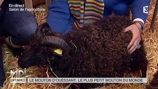 ANIMAUX  Le mouton dOuessant le plus petit du monde [upl. by Omle]