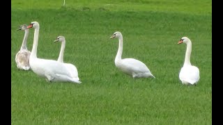 Familie Höckerschwan Schwan Schwäne Schwanensee beim grasen auf der Wiese schwan schwäne [upl. by Niel]