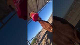 he did not like the bandanna 😭fypシ゚viral subscribe ilovemyhorse [upl. by Darsey]