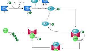 Protein Metabolism  Ubiquitination of Proteins amp the 26S Proteasome [upl. by Zilvia]