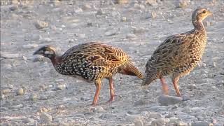 Black Francolin  Francolinus francolinus  Φραγκολίνα  Cyprus [upl. by Meli]