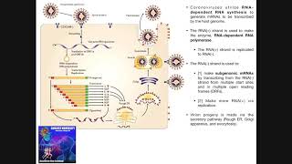 The Coronavirus Replication Cycle [upl. by Krystal]