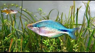 Melanotaenia lacustris Turquoise rainbowfish flashing [upl. by Nordgren]