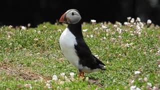 Atlantic Puffin  Fratercula arctica  Skomer Pembrokeshire Wales [upl. by Burkhardt]