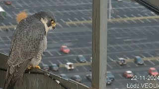 Para na zmianę robi przegląd gniazda Najpierw Afrodyta 22112024 VEOLIA Łódź [upl. by Aitsirt]