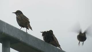 Common Starling Sturnus vulgaris Landtong Rozenburg ZH the Netherlands 10 Nov 2024 15 [upl. by Jim]