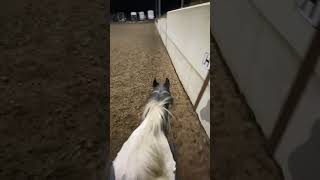 Muzzle explanation pt 2 equestrian horseing equestrianriding horseriding pony [upl. by Allebram]