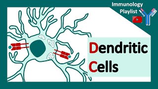 Dendritic cells  professional antigen presenter  Antigen presenting cell  Role of dendritic cells [upl. by Debby]