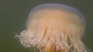 Lions Mane Jellyfish 12Oct24 Boundary Bay BC [upl. by Tamar]