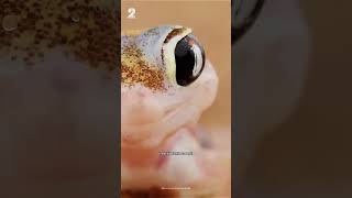 Les 5 plus beaux GECKOS du monde 😍🦎 [upl. by Ecinahc]